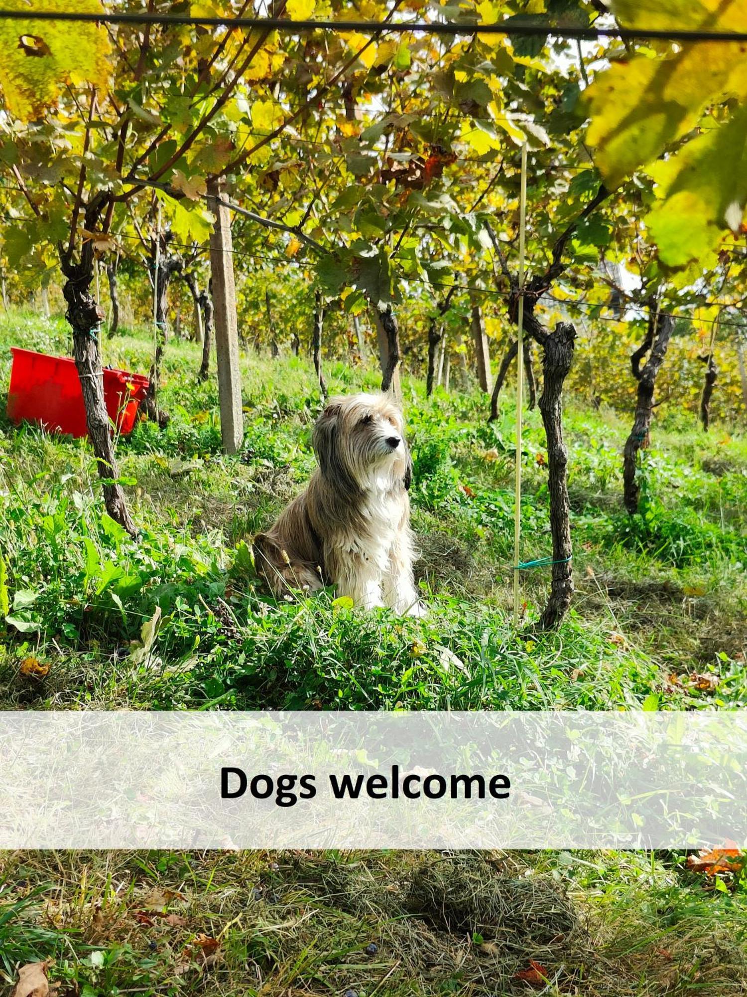 Vineyard Cottage Skatlar Otocec Ngoại thất bức ảnh